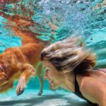 Underwater action. Smiley woman play with fun, training golden retriever puppy in swimming pool - jump and dive.